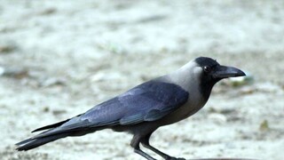 पितृपक्षात कावळ्याचे संकेत पितृपक्षात कावळ्याचे संकेत