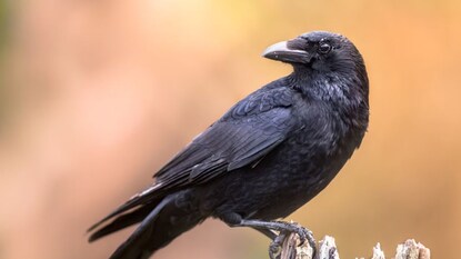 कावळा
कावळा हा जगातील हुशार पक्षींच्या यादीत येतो. तो अनेक गोष्टी करतो जे इतर पक्षी करत नाहीत. कावळा
कावळा हा जगातील हुशार पक्षींच्या यादीत येतो. तो अनेक गोष्टी करतो जे इतर पक्षी करत नाहीत.