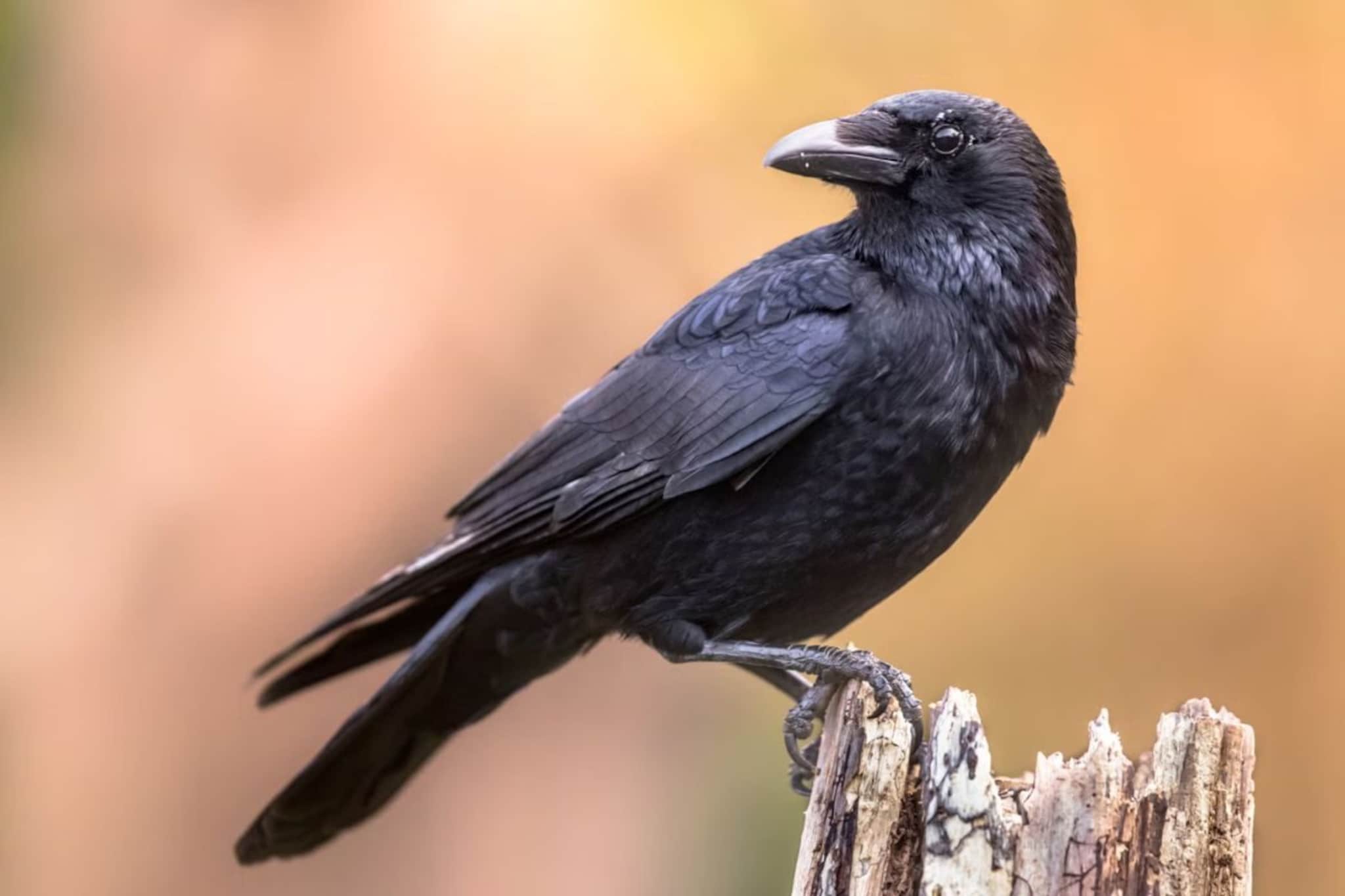 पितृ पक्षात कावळ्यालाच का दिलं जातं अन्न? इतर पक्ष्यांना का नाही?