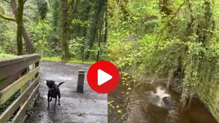 व्हायरल व्हिडीओ