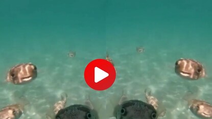 व्हायरल व्हिडीओ व्हायरल व्हिडीओ