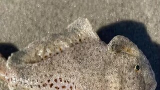 हात असलेला मासा हात असलेला मासा