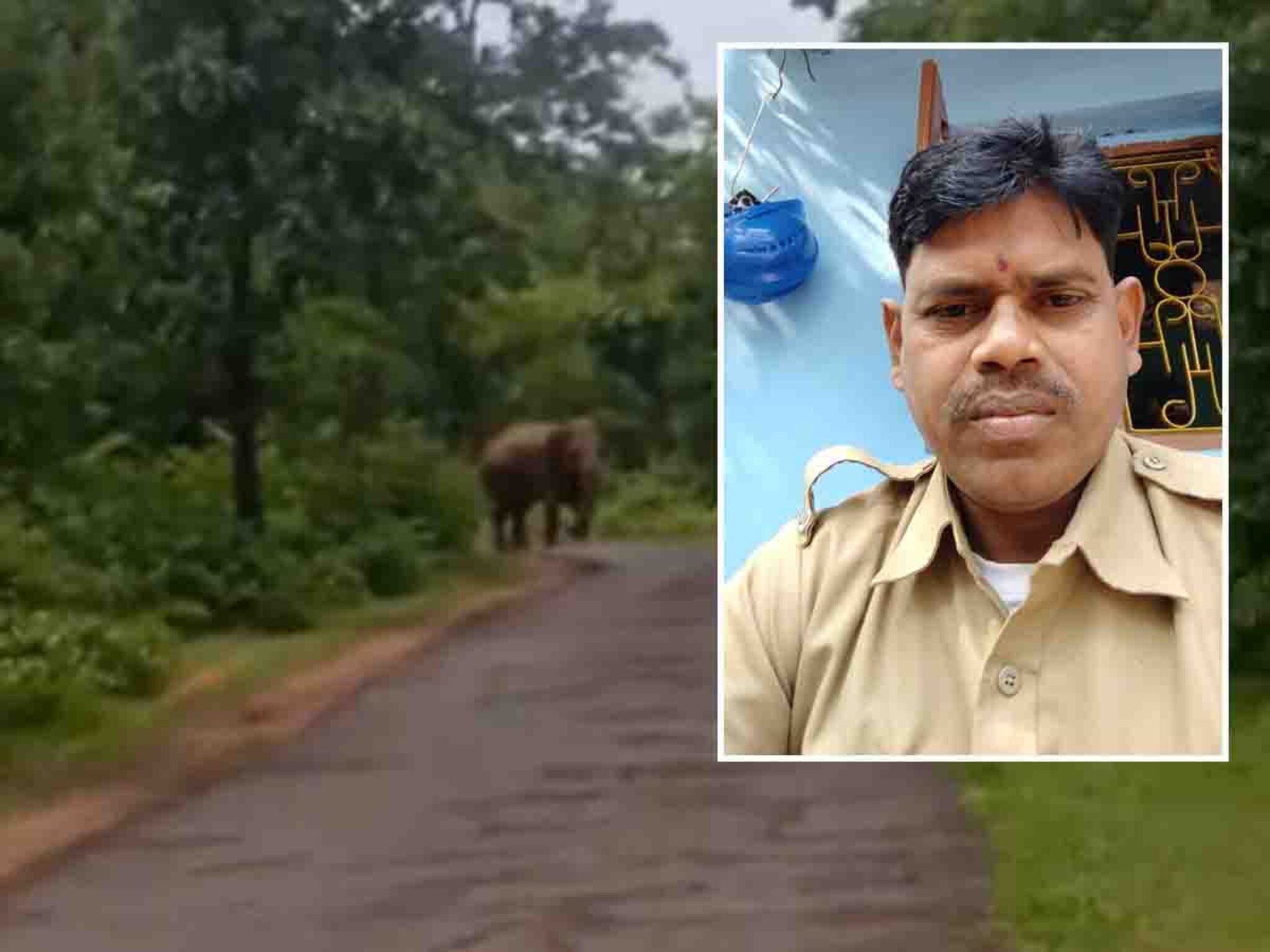 रानटी हत्ती थेट अंगावर चालून आला; गडचिरोलीतील भयानक घटनेत वनकर्मचाऱ्याचा मृत्यू