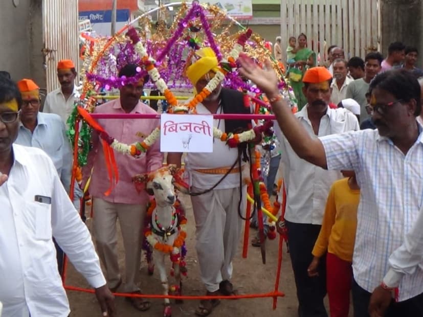 शेतात आणि रस्त्यावर दिसणाऱ्या ह्या बकऱ्यांचा हा  'रॅम्प वॉक' बघा...नटून-थटून, आलेले हे  'मॉडेल्स बकऱ्या'. याआधी अकोट येथे गाय, म्हैस, बैल, कुत्रा, ऑटो, बैल-गाडी, ट्रॅक्टर अशा कृषी संस्कृतीशी  नाते जोडलेल्या घटकांचे 'फॅशन शो' आयोजित केले गेले आहेत.