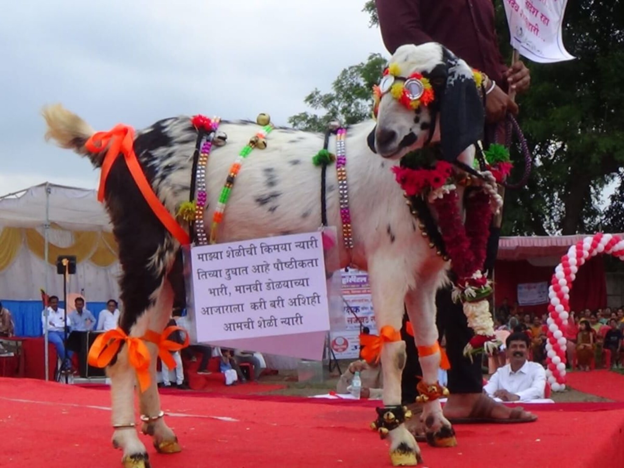 'मी कशाला आरशात पाहू ग..'; अकोल्यात बकऱ्यांचा नटून-थटून रॅम्प वॉक, पाहा Photos