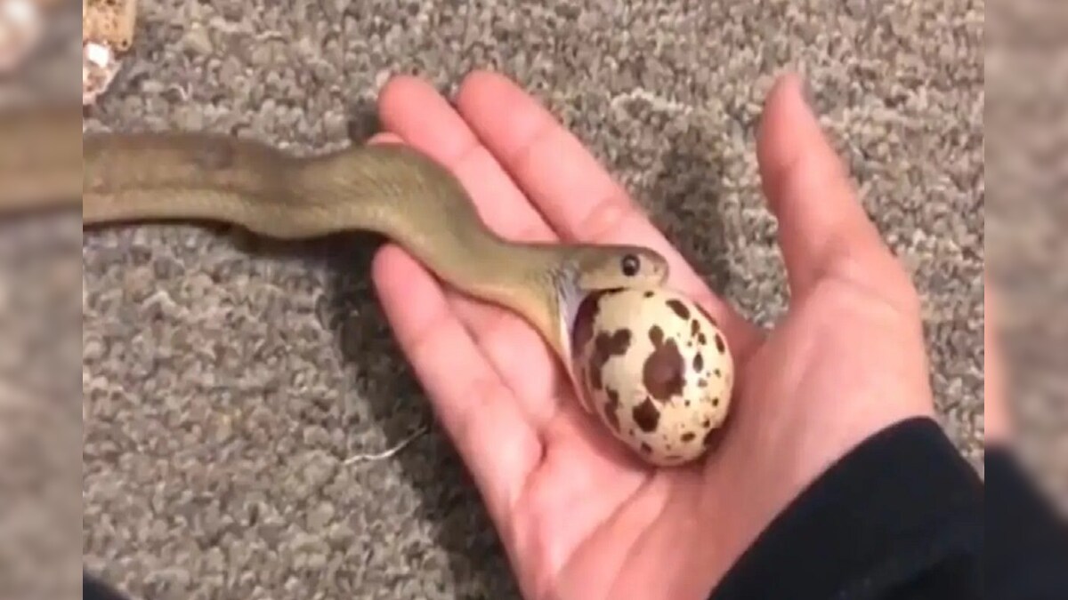 सापाने गिळलं स्वतःच्या डोक्यापेक्षाही मोठं अंडं; पुढे जे घडलं ते