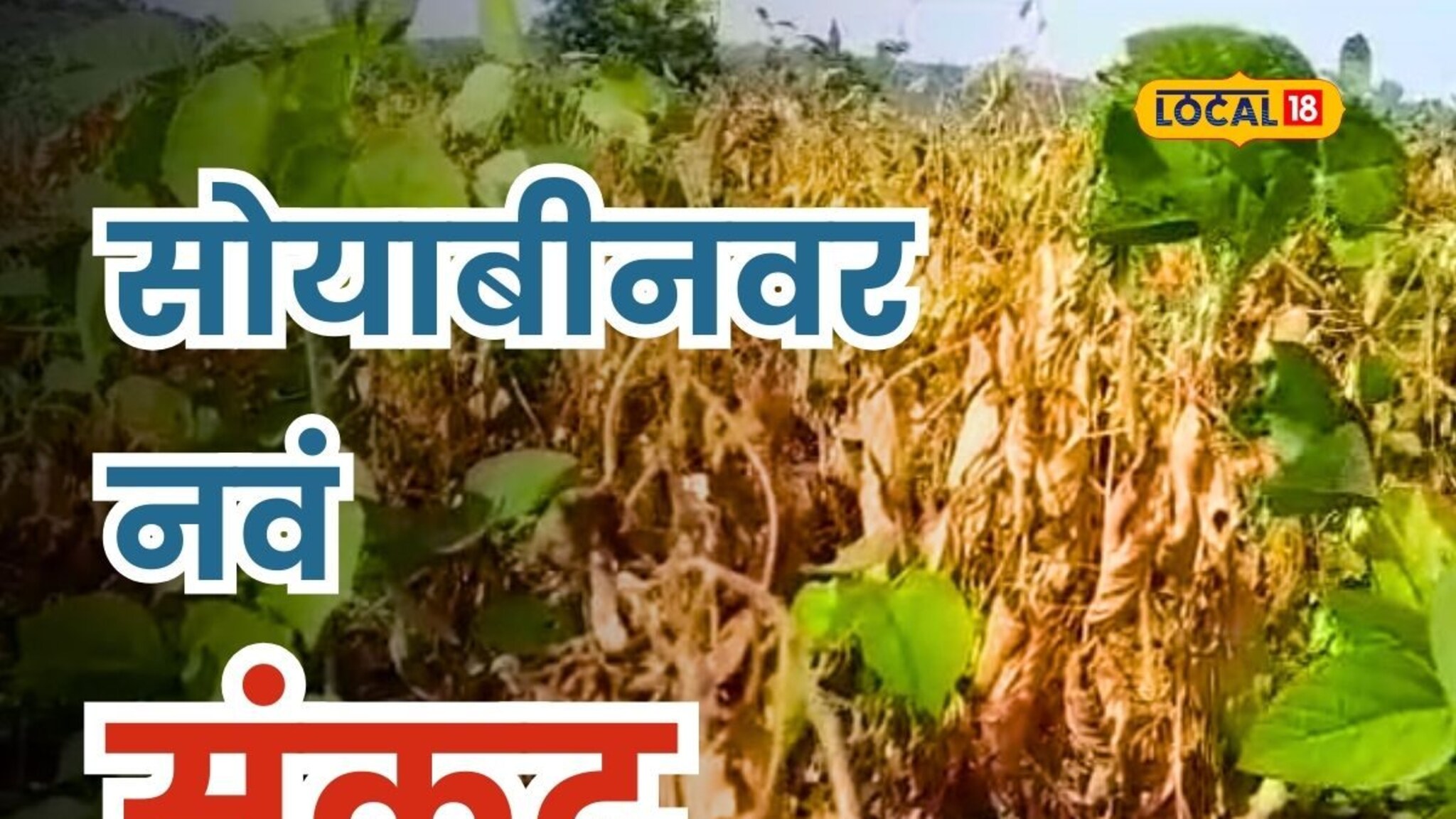 सोयाबीन उत्पादकांवर नवं संकट, पानं पडतायंत पिवळी! तातडीनं करा 'हे' उपाय