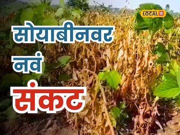 सोयाबीन