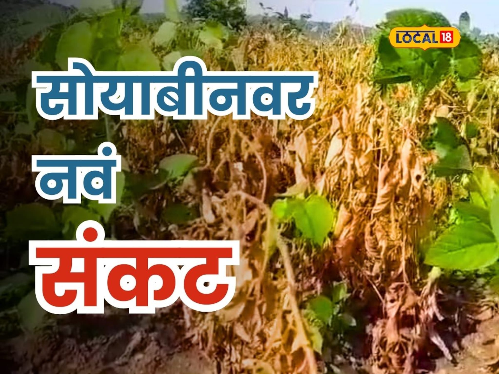 सोयाबीन उत्पादकांवर नवं संकट, पानं पडतायंत पिवळी! तातडीनं करा 'हे' उपाय