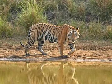 कसा असतो वाघांचा स्वभाव? त्यांच्या सोबत कसा साधला जातो संवाद? जाणून घ्या
