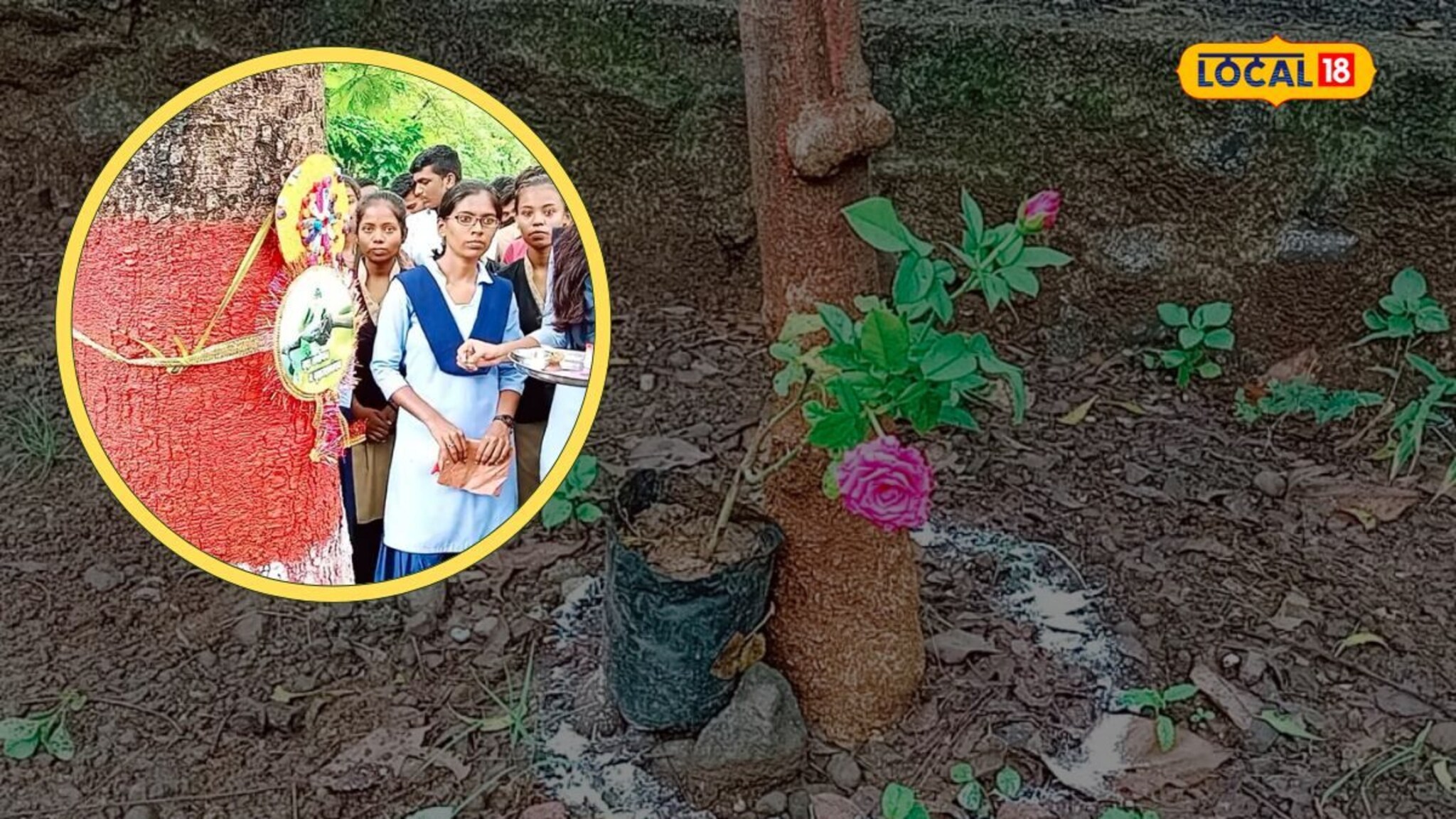 हजारो झाडांचा अनोखा वाढदिवस! निसर्ग प्रेमींनी झाडाला बांधली राखी Video