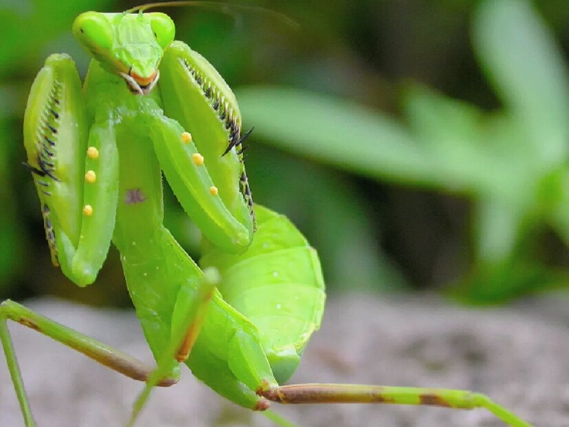 मँटिस नावाचा कीटक जपानमध्ये आढळतो. मादी नरापेक्षा खूप मोठे आणि मजबूत असतात. मादा नराला आकर्षित करण्यासाठी फेरोमोन नावाचं रासायनिक सिग्नल पाठवतात. जेव्हा नर मादीशी संबंध ठेवण्याचा प्रयत्न करतो तेव्हा त्याच्यावर हल्ला होण्याचा धोका असतो. मँटिस नावाचा कीटक जपानमध्ये आढळतो. मादी नरापेक्षा खूप मोठे आणि मजबूत असतात. मादा नराला आकर्षित करण्यासाठी फेरोमोन नावाचं रासायनिक सिग्नल पाठवतात. जेव्हा नर मादीशी संबंध ठेवण्याचा प्रयत्न करतो तेव्हा त्याच्यावर हल्ला होण्याचा धोका असतो.