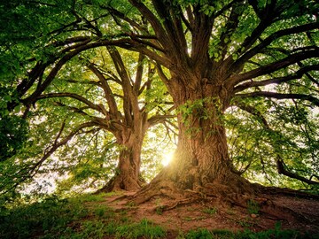 सर्वात महाग झाड, ज्याचं लाकूड विकताच तुम्ही व्हाल मालामाल!