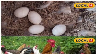 जागतिक अंडी दिन