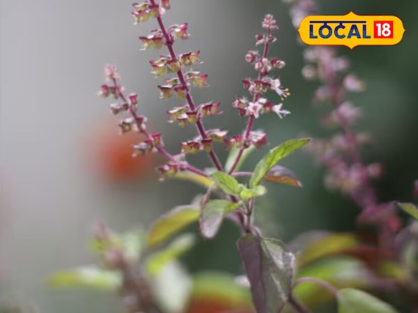 आपण खिडकीत विविध फुलझाडं लावतो, औषधी वनस्पतींची लागवड करतो. त्यापैकी तुळशीला लक्ष्मी देवीचं रूप मानलं जातं. असं म्हणतात की, ज्या घरात तुळस असते तिथे कधी अडचणी टिकत नाहीत. शिवाय लक्ष्मीचा वास तिथे कायम राहतो. केवळ हे रोप योग्य दिशेत असावं म्हणजे झालं. आपण खिडकीत विविध फुलझाडं लावतो, औषधी वनस्पतींची लागवड करतो. त्यापैकी तुळशीला लक्ष्मी देवीचं रूप मानलं जातं. असं म्हणतात की, ज्या घरात तुळस असते तिथे कधी अडचणी टिकत नाहीत. शिवाय लक्ष्मीचा वास तिथे कायम राहतो. केवळ हे रोप योग्य दिशेत असावं म्हणजे झालं.