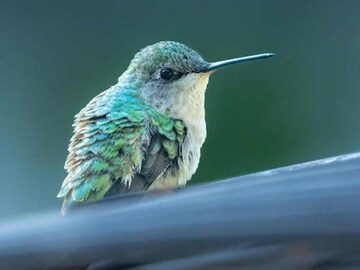 जगातील 7 सर्वात लहान प्राणी, फोटोत दिसतायत फारच क्यूट