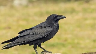 कावळ्यांच्या आजूबाजूला आपल्या पितरांचा वास असतो असं मानलं जातं.