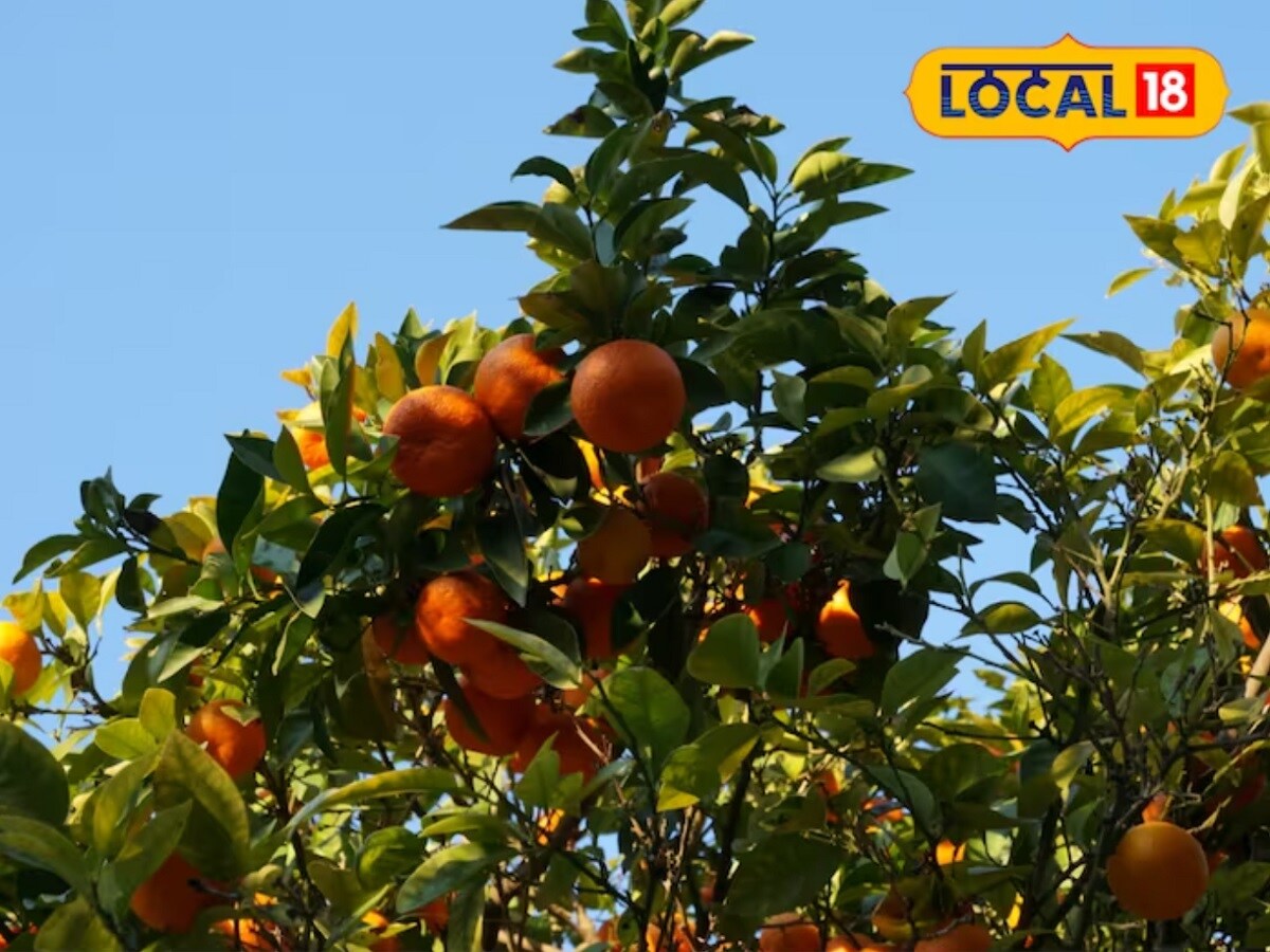 विनोद कुमार मंडल असं या शेतकऱ्याचं नाव. ते संत्र्यांचं उत्तम उत्पादन घेतात आणि त्यांना बाजारपेठेत मागणीही चांगली मिळते.