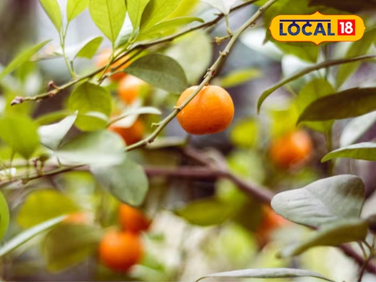 साडेचार कट्ठा शेतात त्यांनी संत्र्यांची 100 झाडं लावली आहेत. या झाडांसाठी ते केवळ जैविक खतांचा वापर करतात.