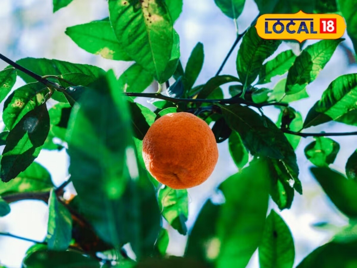 विनोद कुमार सांगतात की, कमी खर्चात करता येणाऱ्या या शेतीतून 25 वर्ष उत्पादन मिळतं. एका हंगामात एका झाडाला कमीत कमी 30 किलो फळं येतात.