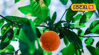 साडेचार कट्ठा शेतात त्यांनी संत्र्यांची 100 झाडं लावली आहेत.