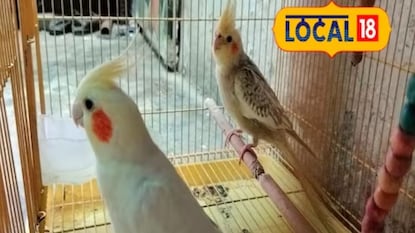 घरात एखादा पक्षी किंवा प्राणी असेल तर वातावरण आनंदी राहतं. 