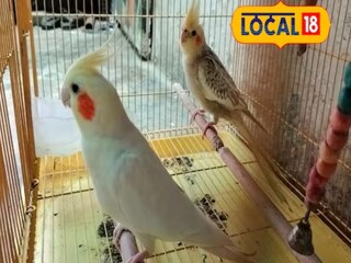 घरात एखादा पक्षी किंवा प्राणी असेल तर वातावरण आनंदी राहतं. 