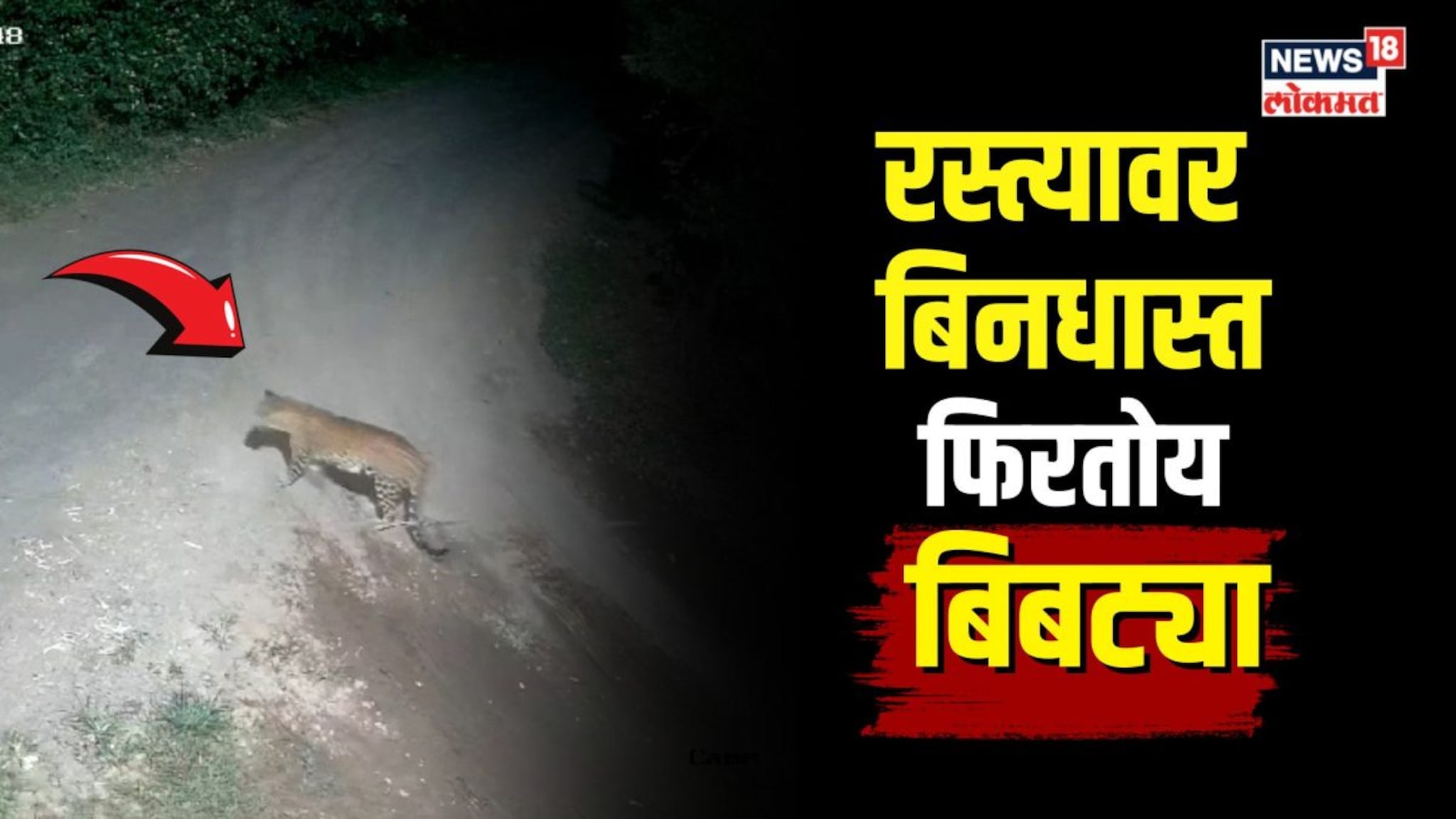 रस्त्यावर बिनधास्त फिरतोय बिबट्या, साताऱ्यात बिबट्याचा धुमाकूळ