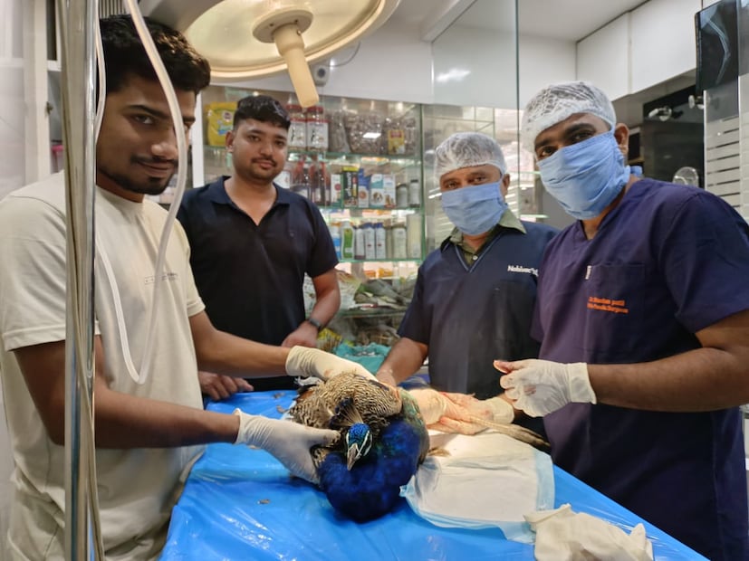 अस्थिरोग तज्ज्ञ डॉक्टर भूषण पाटील, पशुवैद्यकीय तज्ज्ञ डॉक्टर संदीप जोगे यांनी मोरावर शस्त्रक्रिया केलीय. 