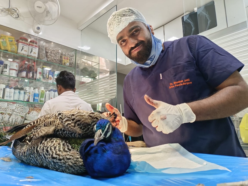 पिपल फॉर अ‍ॅनिमल्सच्या करुणाश्रमात मोराची देखभाल करण्यात येत आहे.