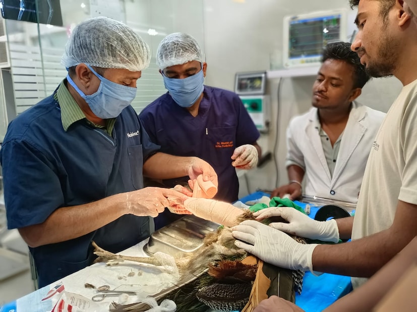 दीड महिन्यांत मोर उडू शकण्याचा अंदाज डॉक्टरांनी व्यक्त केलाय. 