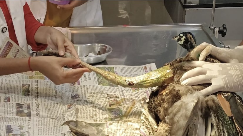 काही दिवसांपूर्वी काचनूर शिवारात चार वर्षांचा मोर दुखापतग्रस्त अवस्थेत आढळला. त्याचा पाय फ्रॅक्टर होता. 