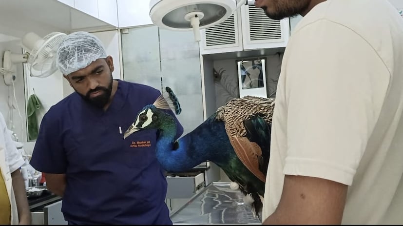 वर्ध्यात आढळलेल्या या दुखापग्रस्त मोराच्या पायावर शस्त्रक्रिया करण्यात आली आहे. 