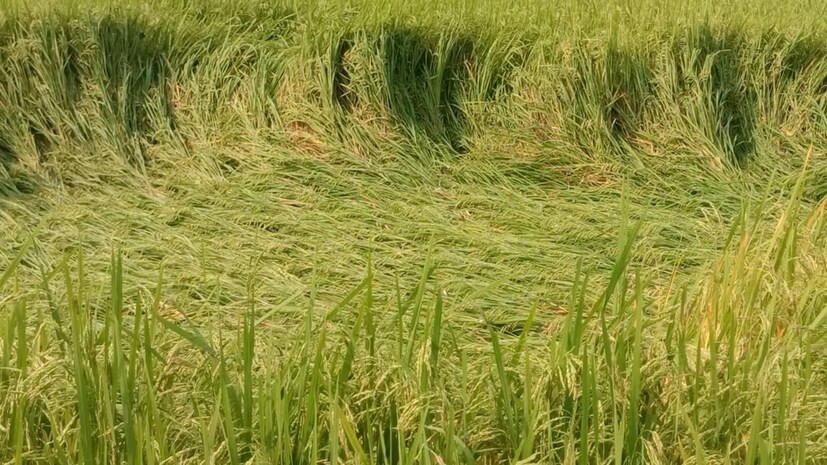 रत्नागिरी, सिंधुदुर्गमधील अनेक भागांमध्ये कालपासून पावसाने हजेरी लावली आहे.