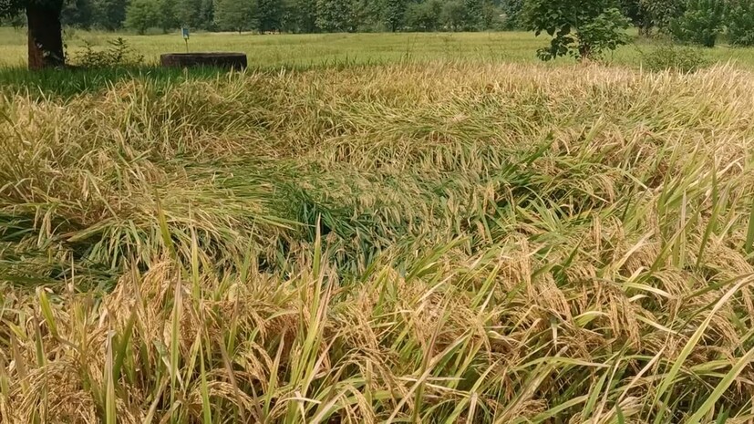पावसामुळे भात पीकाचे नुकसान झाले आहे. काही दिवसात भाताच्या काढणीला सुरुवात होण्याआधी शेतकऱ्यांना पावसाने संकटात टाकलं आहे.