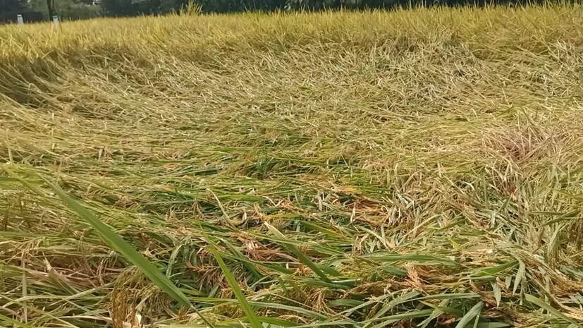 रत्नागिरी जिल्ह्यातल्या खेडमध्ये अनेक ठिकाणी पावसाने हजेरी लावली. काढणीला आलेल्या भात पीकाचे प्रचंड नुकसान झालं आहे.