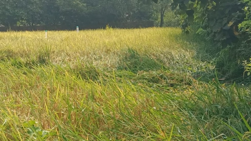 परतीच्या वादळी पावसाचा फटका बळीराजाला बसलाय. अनेक ठिकाणी भात पीक जमिनदोस्त झालं आहे. 