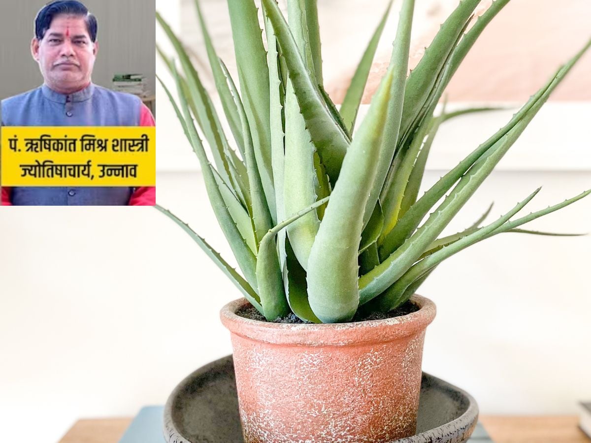 Vastu Tips वास्तुशास्त्रानुसार कोरफड कोणत्या दिशेला लावावी? कोरफडीचे