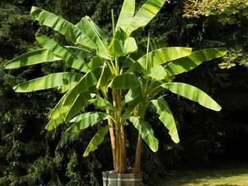 असं झाड ज्यामध्ये लाकूड नसतं, तुम्हाला माहितीय का याविषयी?