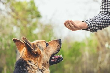 कुत्रा चावल्यावर सर्वात आधी करा 'ही' गोष्ट, डॉक्टरांनी सांगितला उपाय