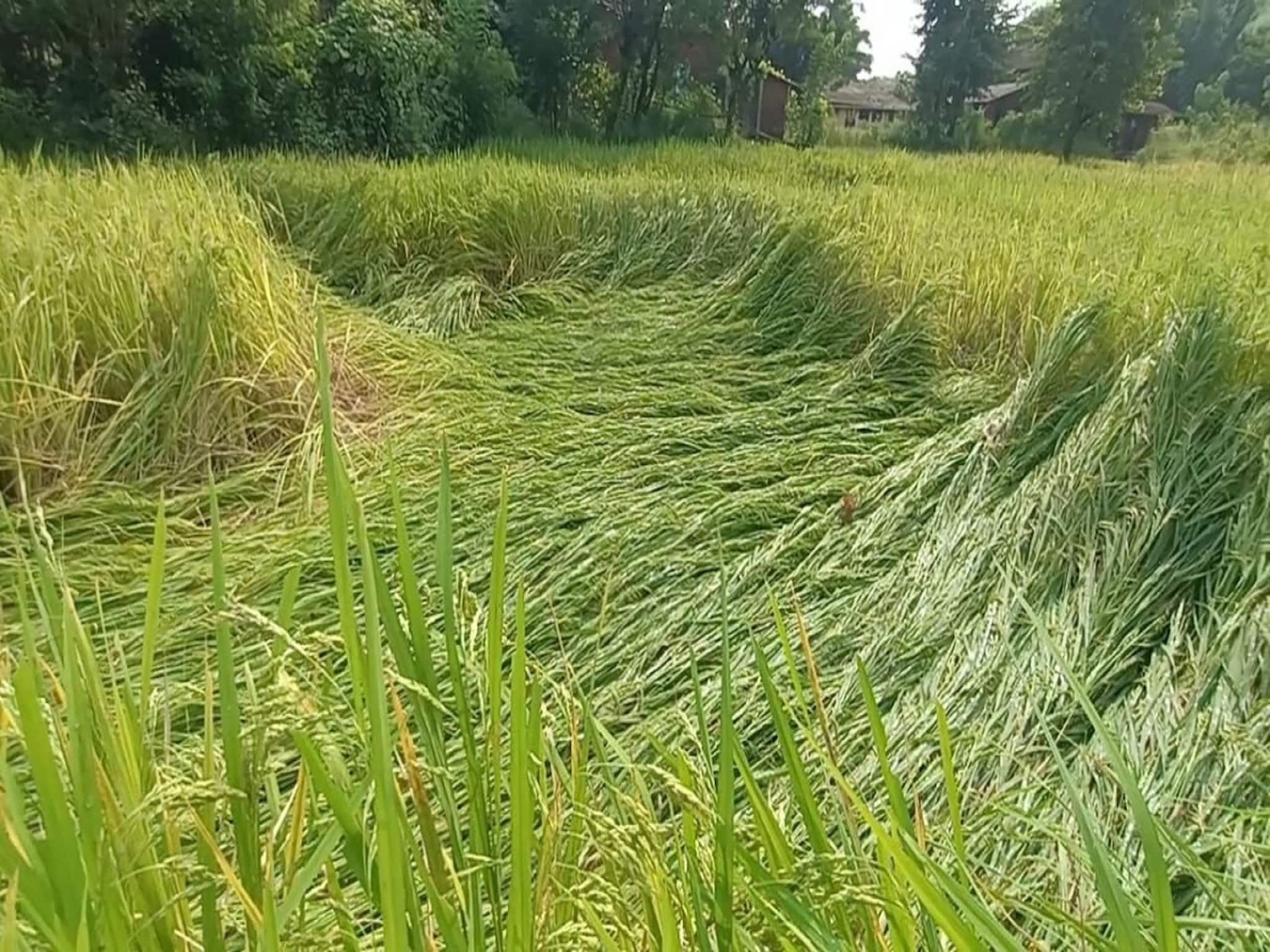 Photos : कोकणात परतीच्या पावसाने तारांबळ, काढणीला आलेलं पीक जमिनदोस्त