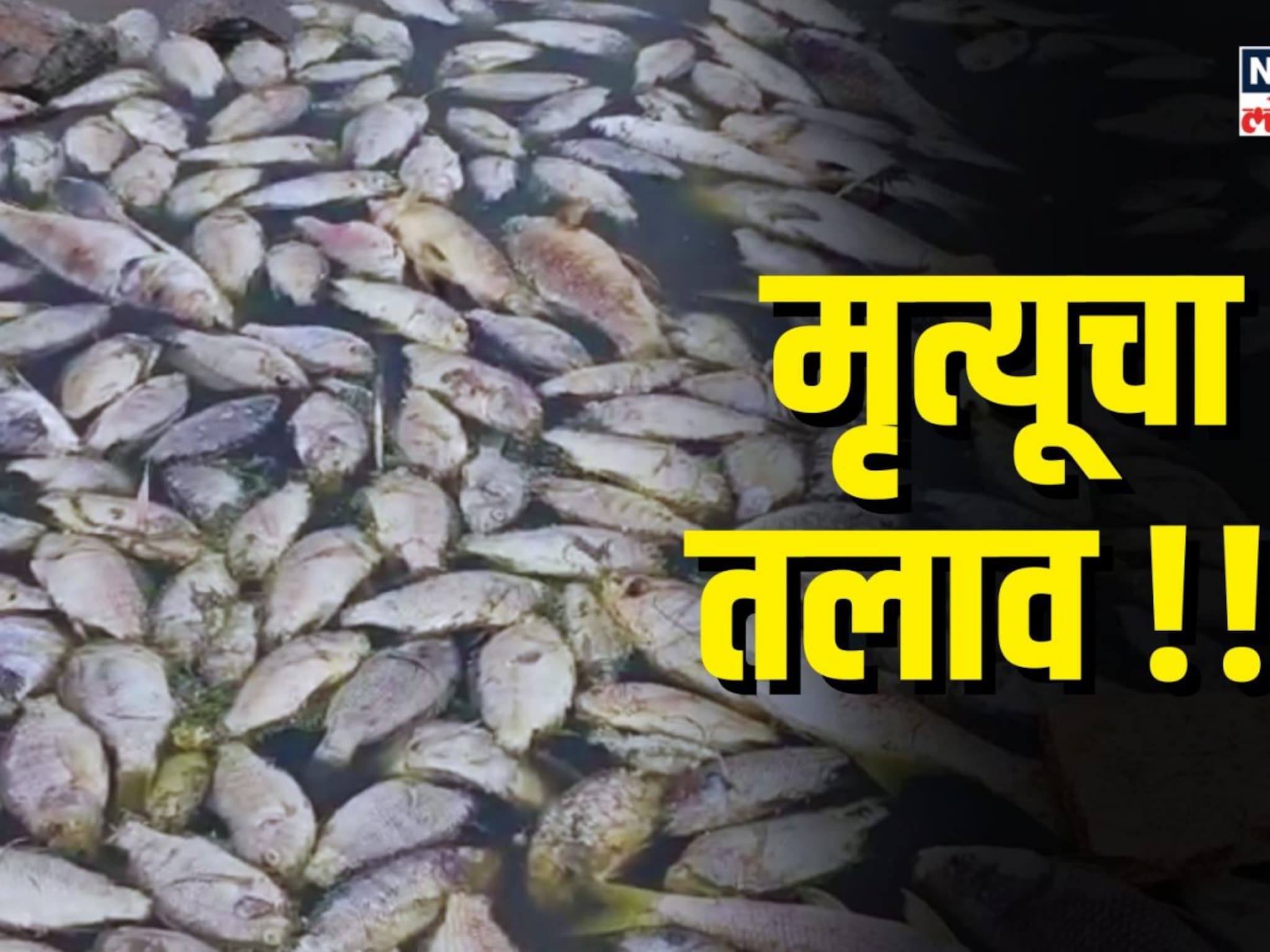 मळदच्या तलावात हजारो माशांचा मृत्यू , गावकऱ्यांच्या आरोग्याला धोका