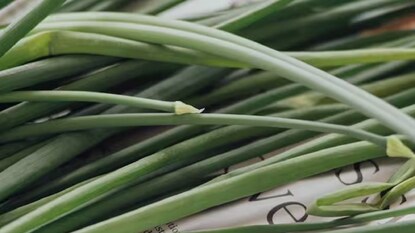 गवतीचहा शेती गवतीचहा शेती