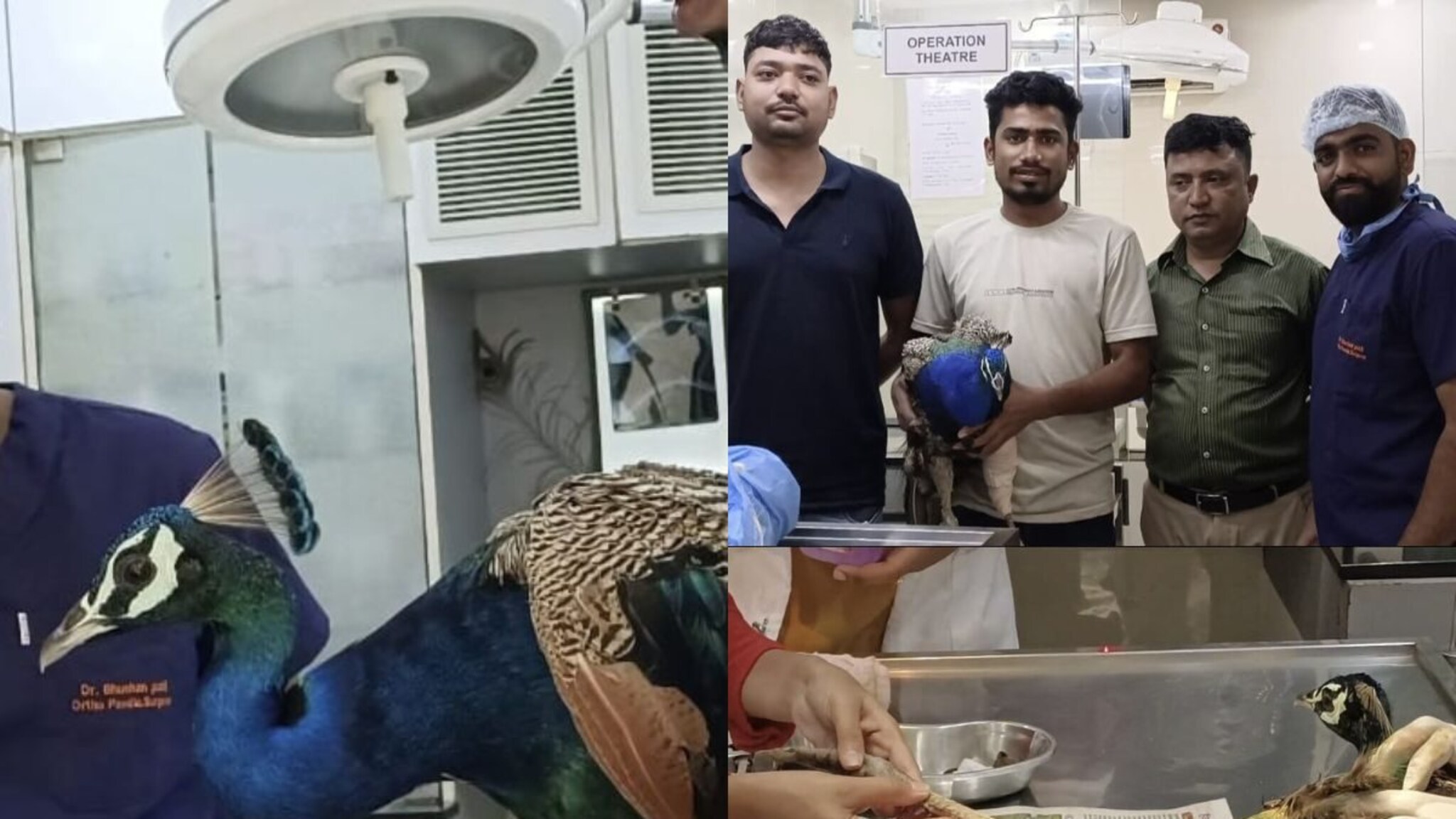 PHOTOS : वर्ध्यात मोराची सर्जरी, पायात प्लेट टाकून वाचवले प्राण