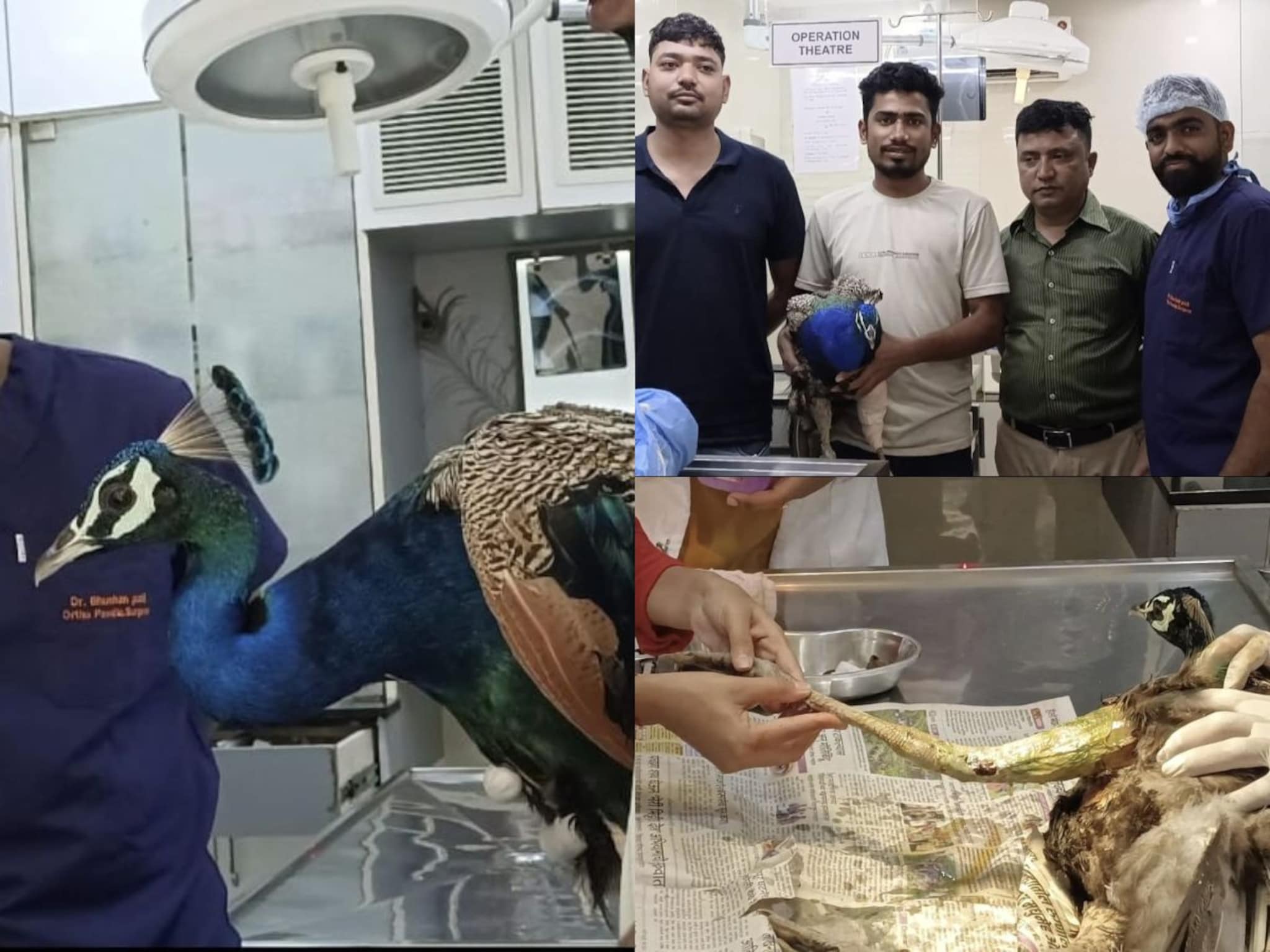 PHOTOS : वर्ध्यात मोराची सर्जरी, पायात प्लेट टाकून वाचवले प्राण
