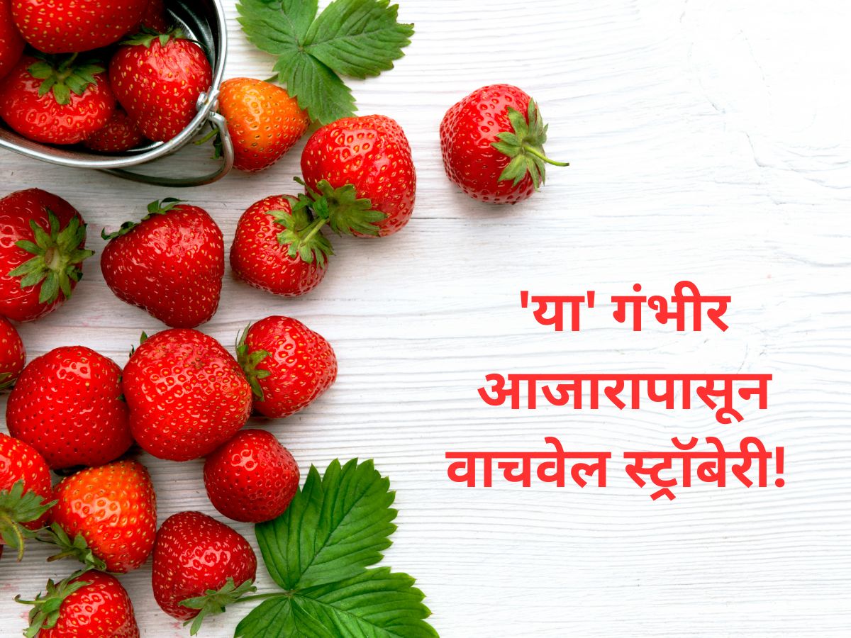 Strawberry Benefits छोटीशी स्ट्रॉबेरी आरोग्यासाठी अमृत! इम्युनिटी