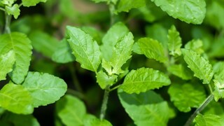 तुळस तुळस