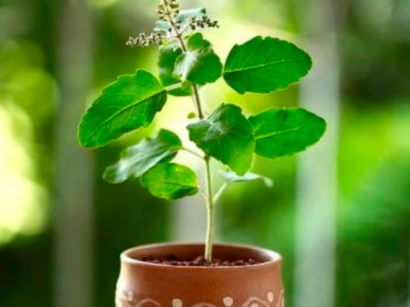 (सूचना : येथे दिलेली माहिती धार्मिक श्रद्धेवर आधारित आहे. याला कोणताही शास्त्रीय पुरावा नाही. न्यूज 18 मराठी त्याची हमी देत नाही.)