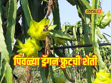 फळांचं
