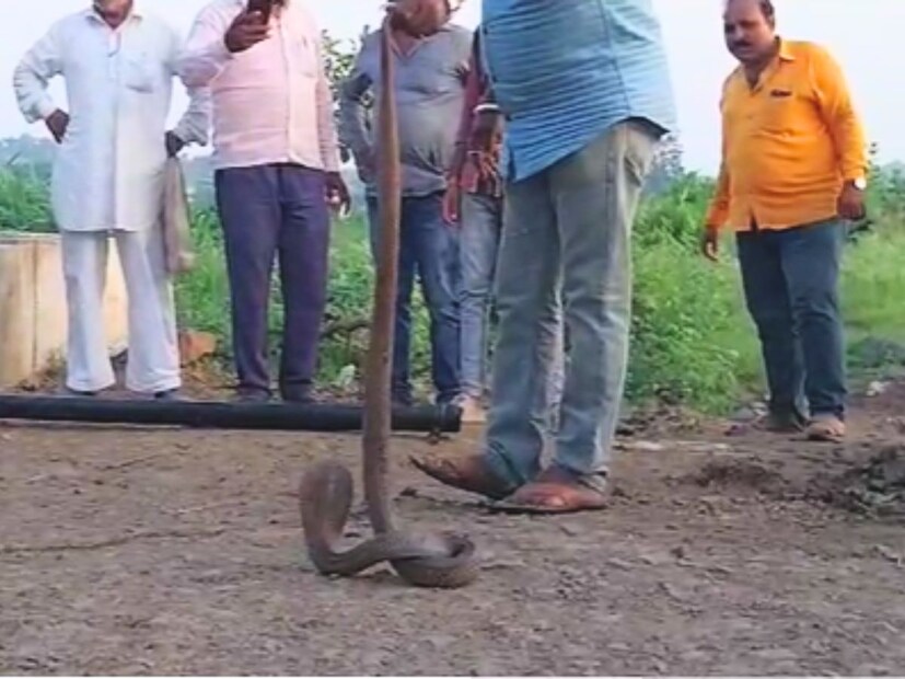 पाईपातुन सापाचा फुस्स फुस्स आवाज आला त्यानंतर नारायण यांची चांगलीच घाबरगुंडी उडाली. मात्र त्यांनी सावधानता बाळगून पाईपातून आवाज कशाचा आवाज येत आहे पाहिलं. तर त्यांना आतमघ्ये कोब्रा दिसला.